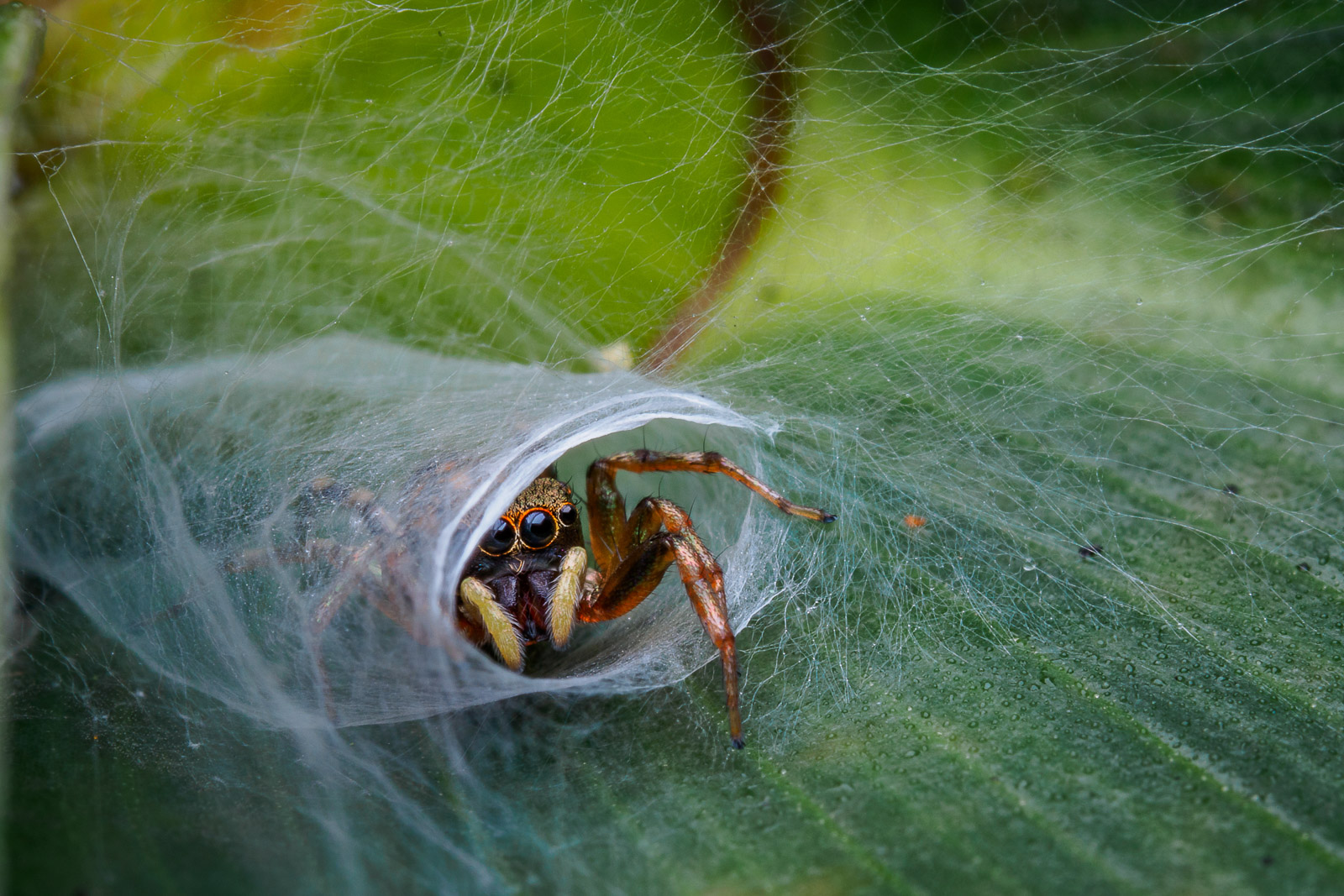 Highly-Commended-Jesslyn-Saw-Jumpingspidernest.jpg