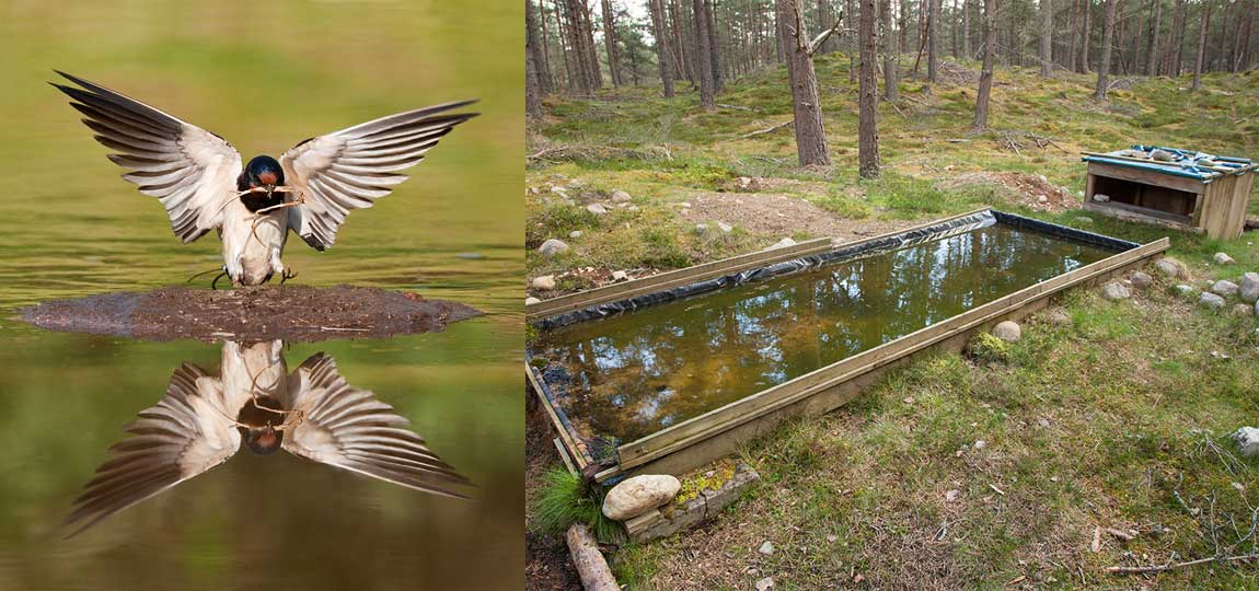 How to Build a Bird Reflection Pool Nature TTL