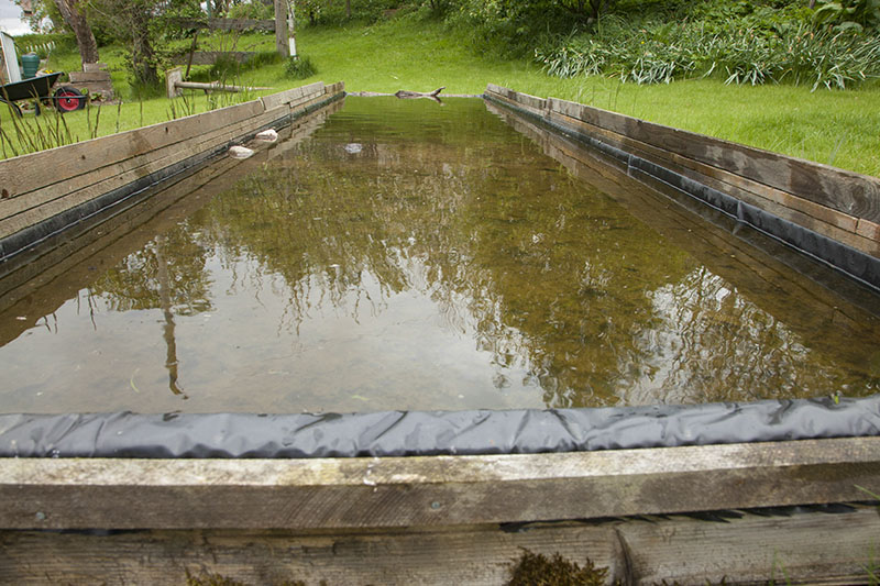 How to Build a Bird Reflection Pool Nature TTL