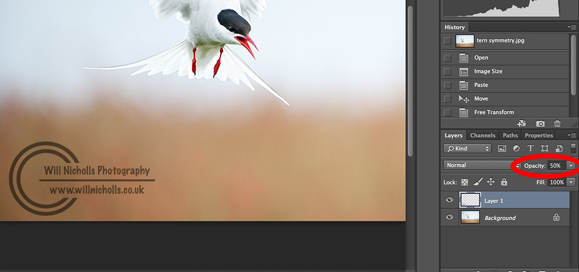 How to Get Sharper Photos Without Expensive Lenses Nature TTL