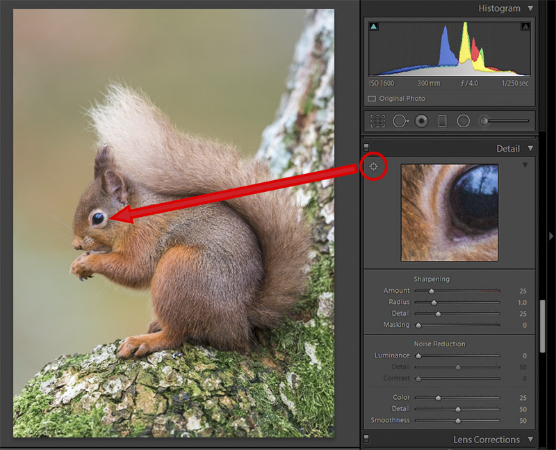 How to Sharpen Photos in Lightroom Nature TTL