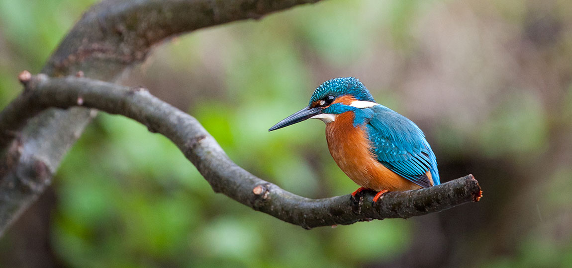 [Image: kingfisher.jpg]