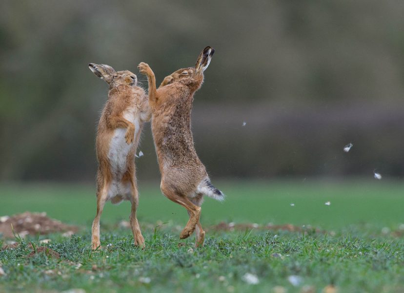 11 Wildlife Photography Competitions to Enter in 2023
