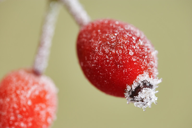What is the best option for taking a macro photograph