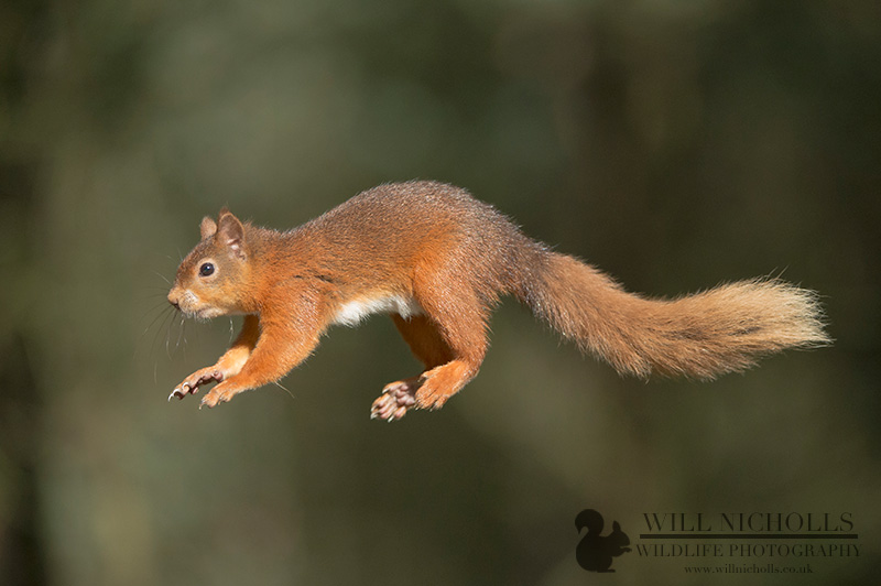 How I Got the Shot "Jumping Red Squirrel", Will Nicholls