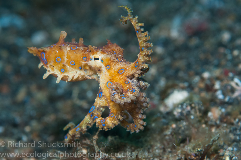 A Guide to Underwater Macro Photography Nature TTL