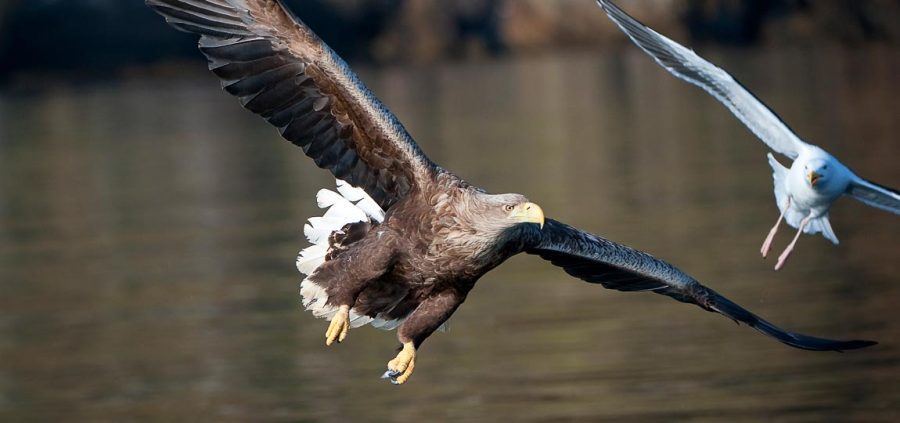 how to be a wildlife photographer on a budget nature ttl