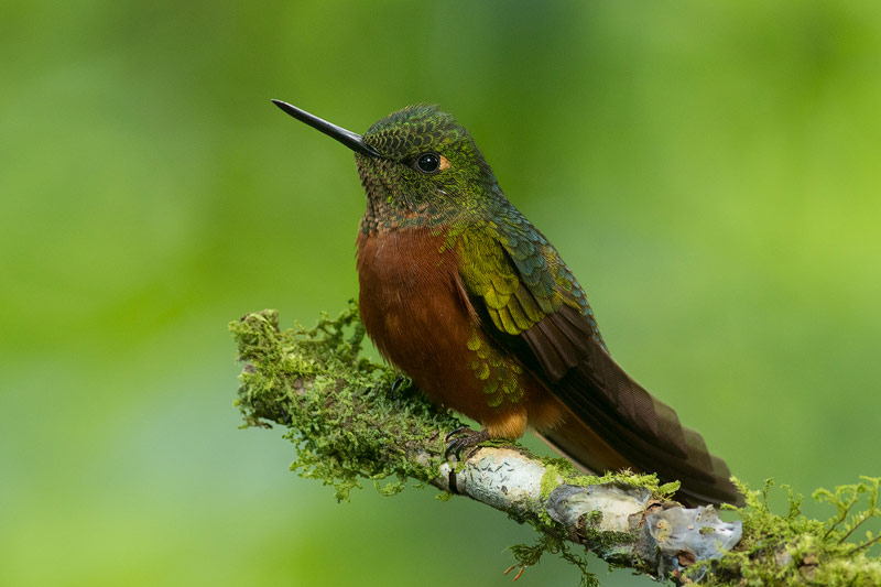 A Guide to Using Flash with Wildlife Nature TTL