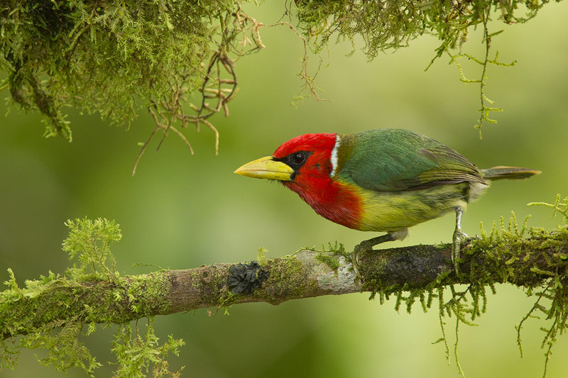 A Guide to Using Flash with Wildlife Nature TTL