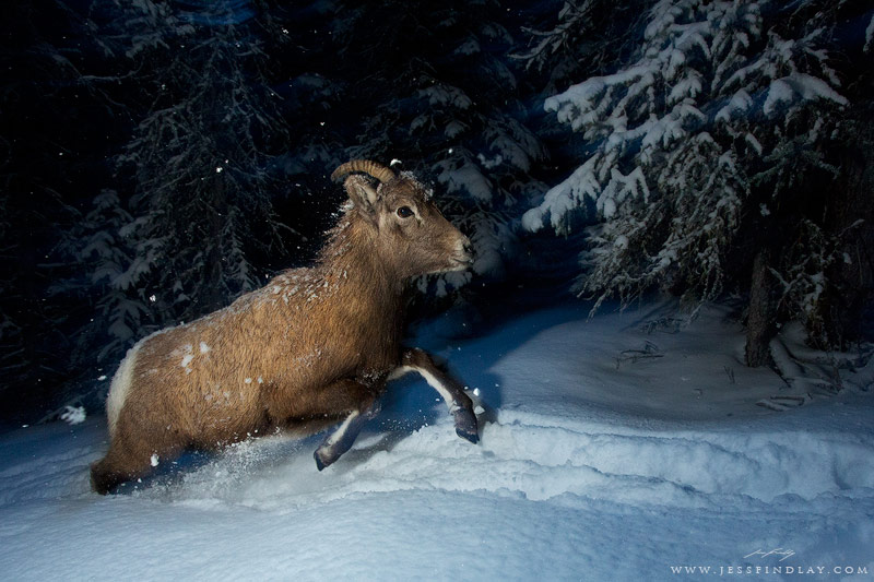 A Guide to Using Flash with Wildlife | Nature TTL