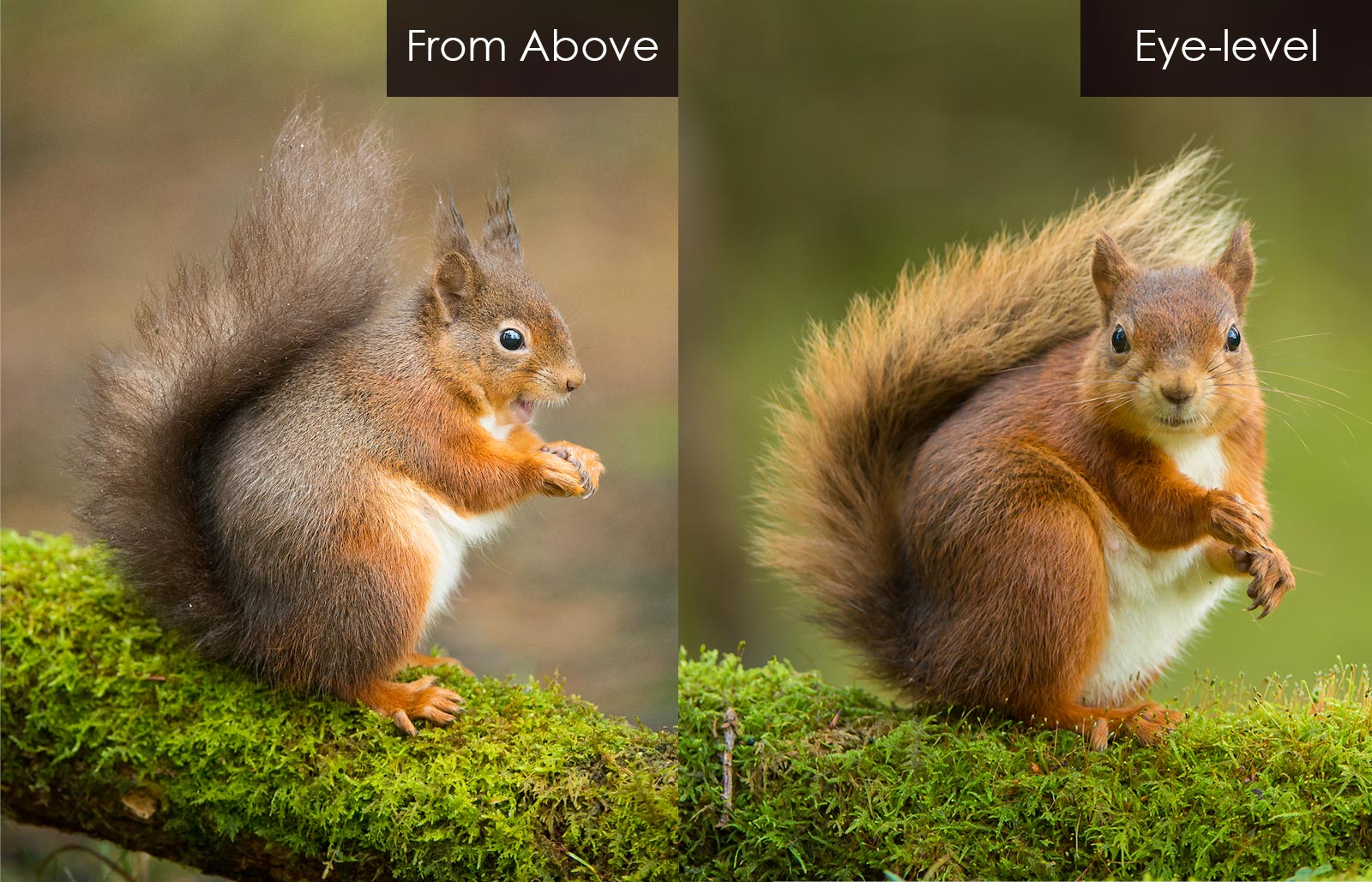 5 Tricks To Take Your Wildlife Photos To The Next Level Nature TTL 5-tricks-to-take-your-wildlife-photos-to-the-next-level-nature-ttl