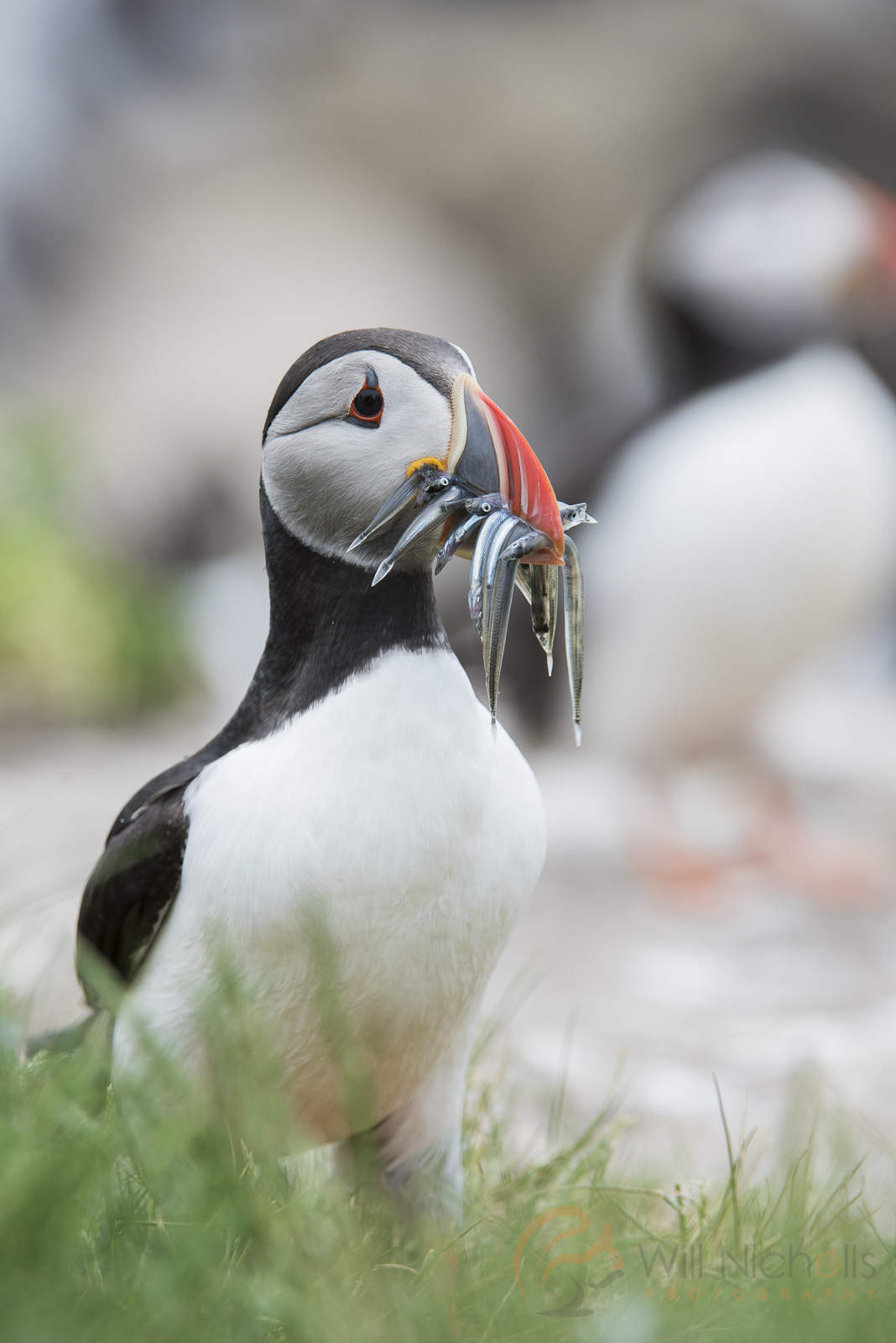 how to photograph puffins nature ttl how to photograph puffins nature ttl