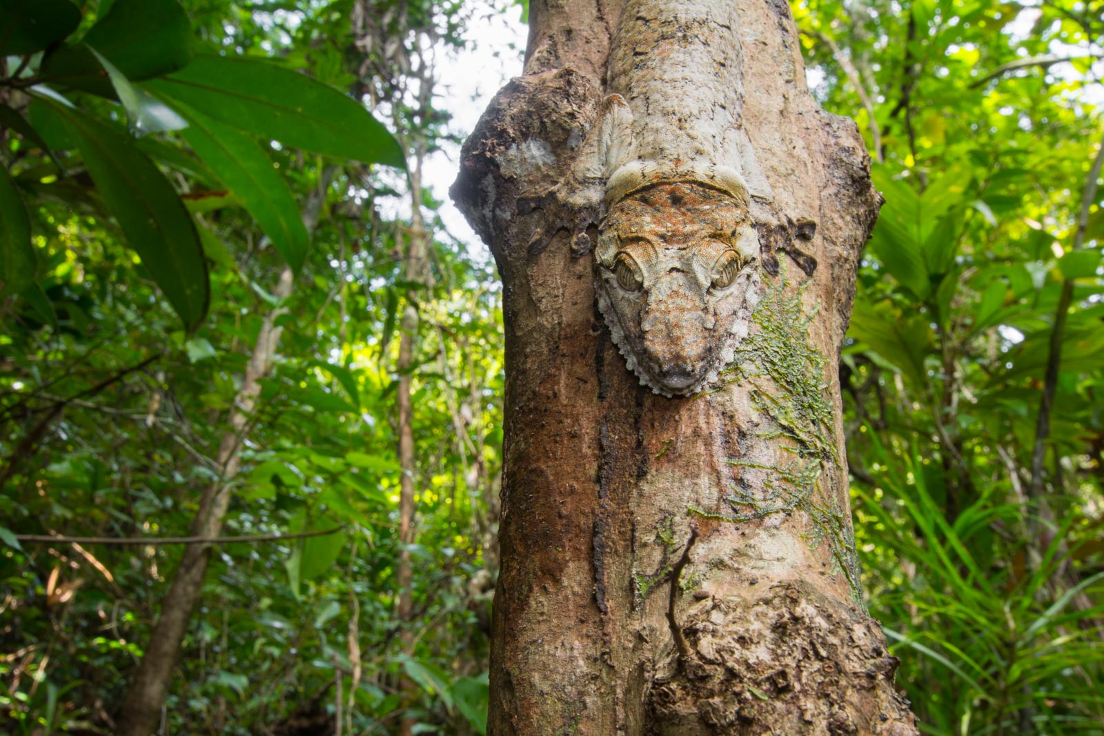 The Wildlife of Madagascar's Rainforests | Nature TTL