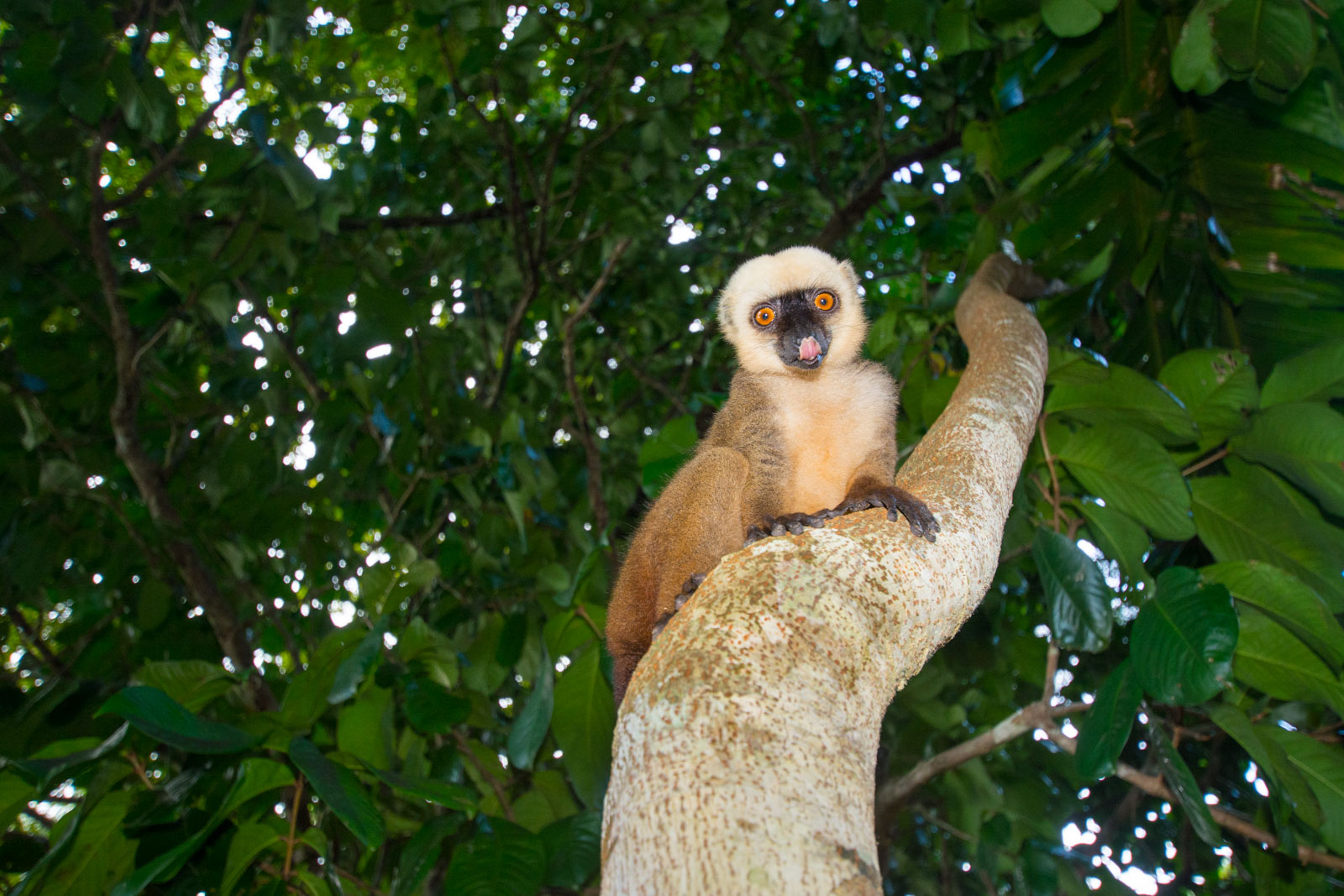 The Wildlife of Madagascar's Rainforests | Nature TTL