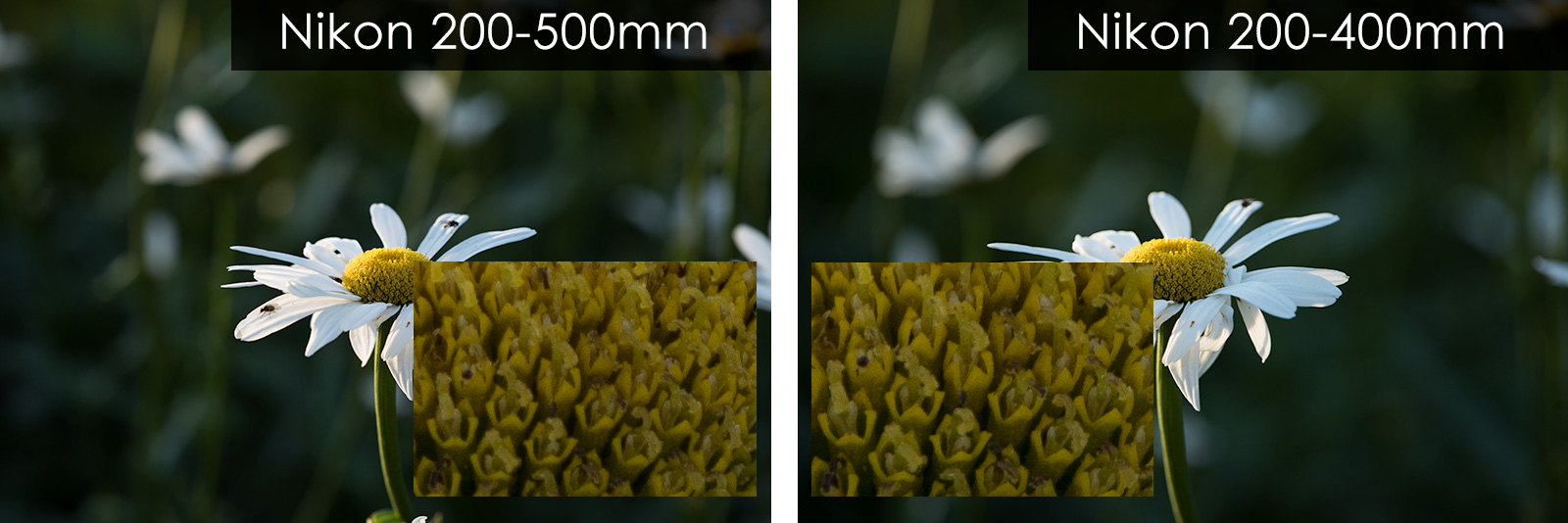 Wildlife Photographer's Review Nikon 200500mm f/5.6E ED VR Lens