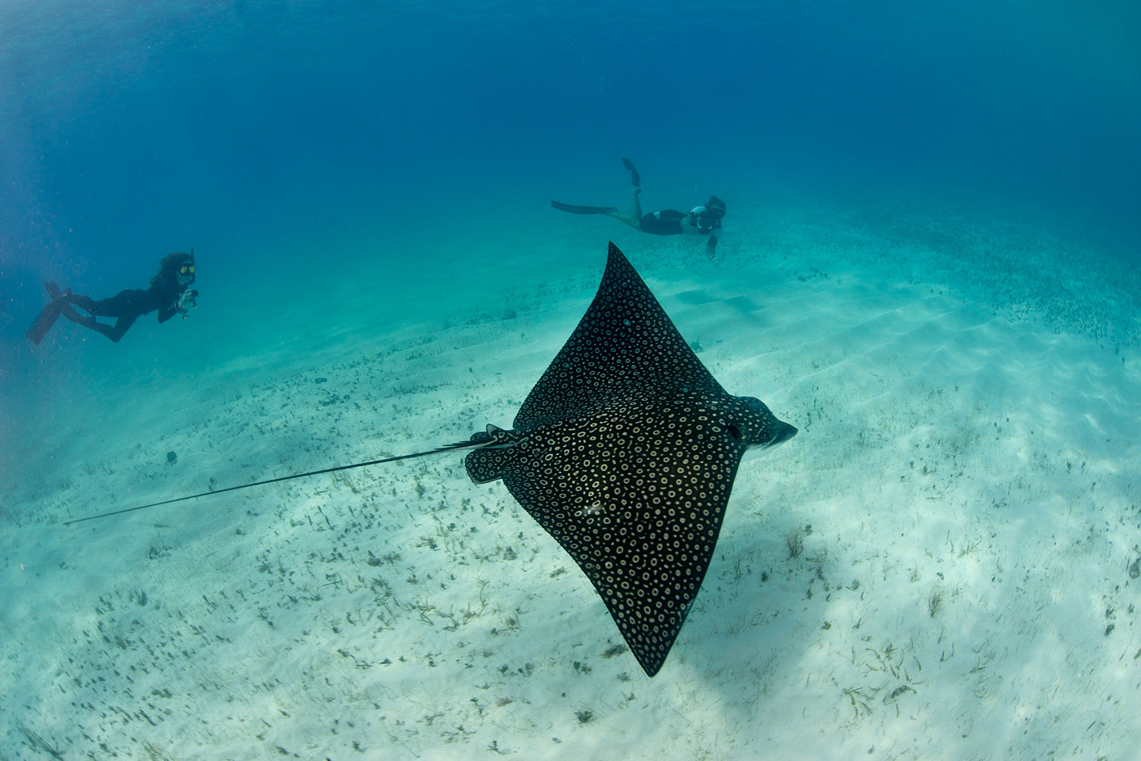 13 Ways to Improve Your Underwater Photos Nature TTL