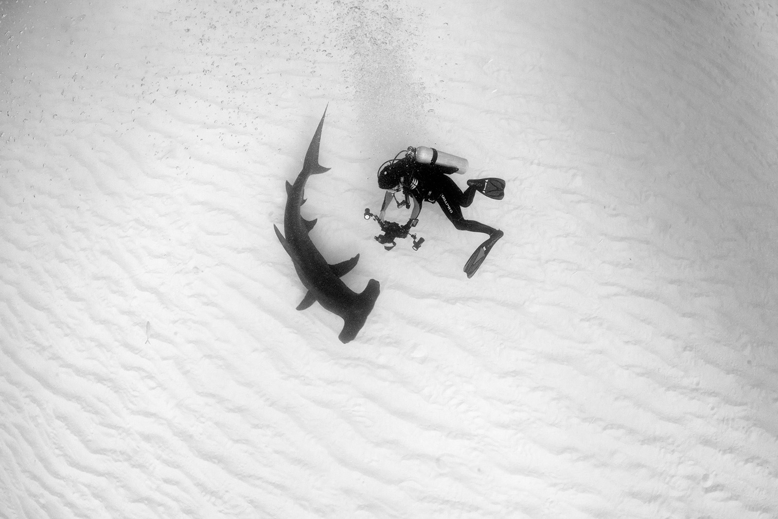 13 Ways to Improve Your Underwater Photos Nature TTL