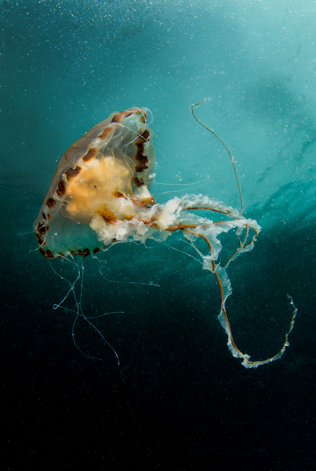 13 Ways to Improve Your Underwater Photos Nature TTL