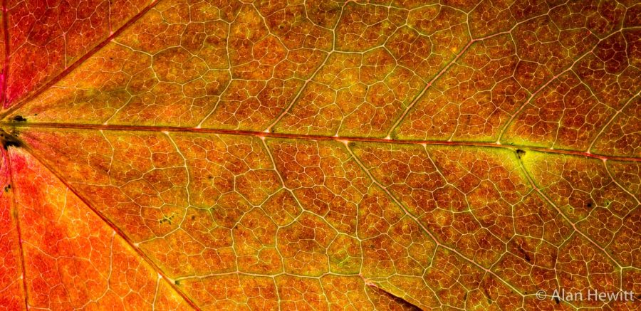 how to photograph backlit