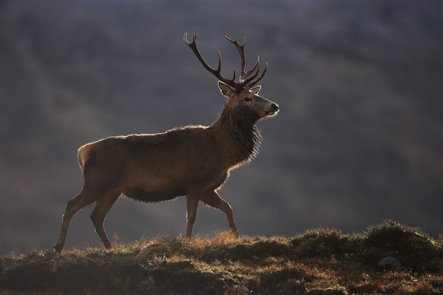 Best Lens For Wildlife And Nature Photography Best Lens For Wildlife And Nature Photography