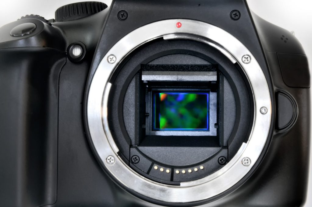 What's the Best Camera for Wildlife Photography? Nature TTL