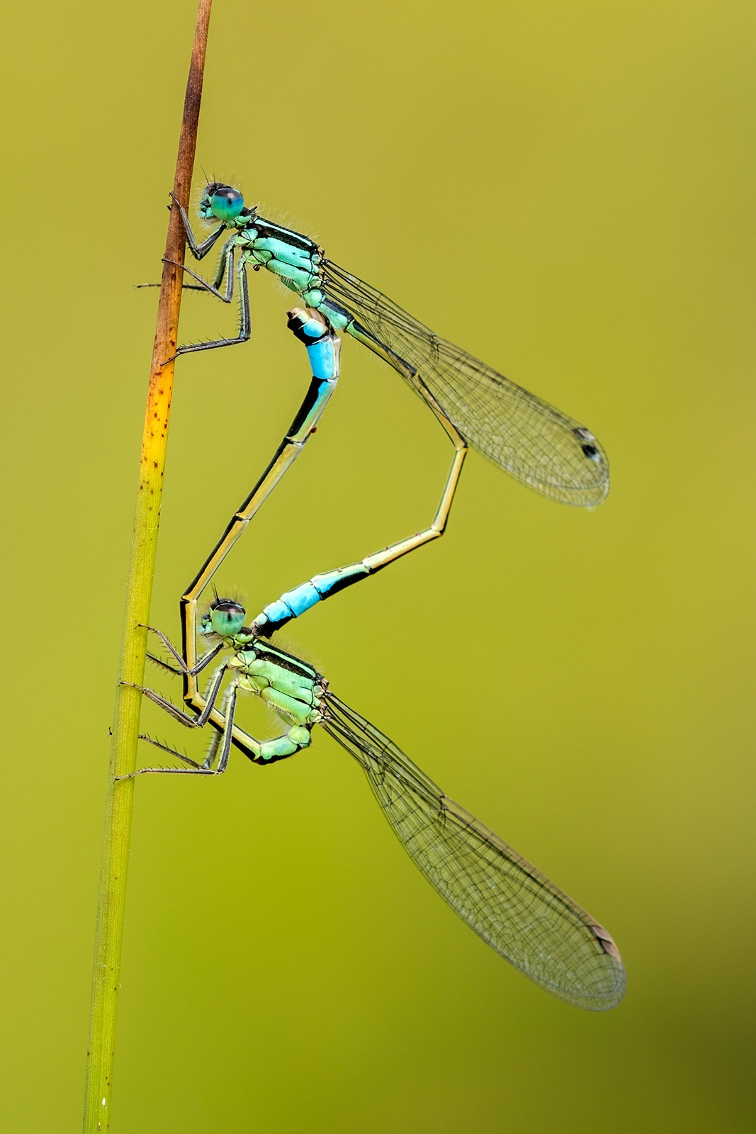 How to Photograph Damselflies and Dragonflies | Nature TTL