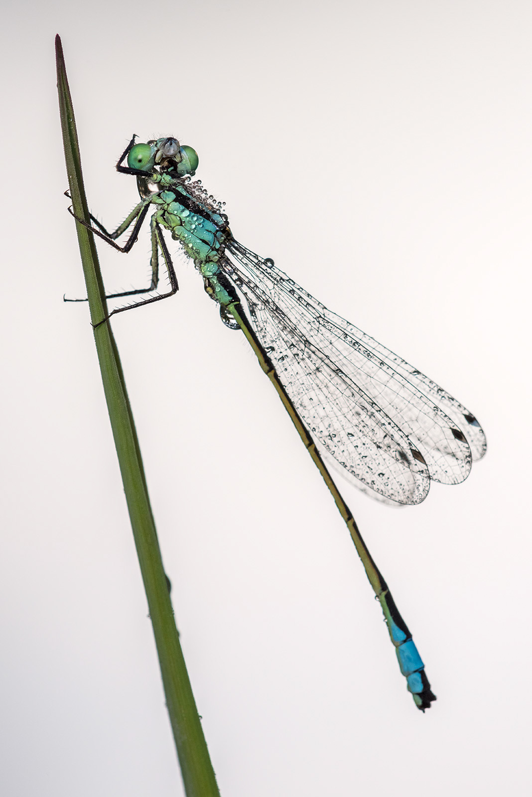 How to Photograph Damselflies and Dragonflies | Nature TTL