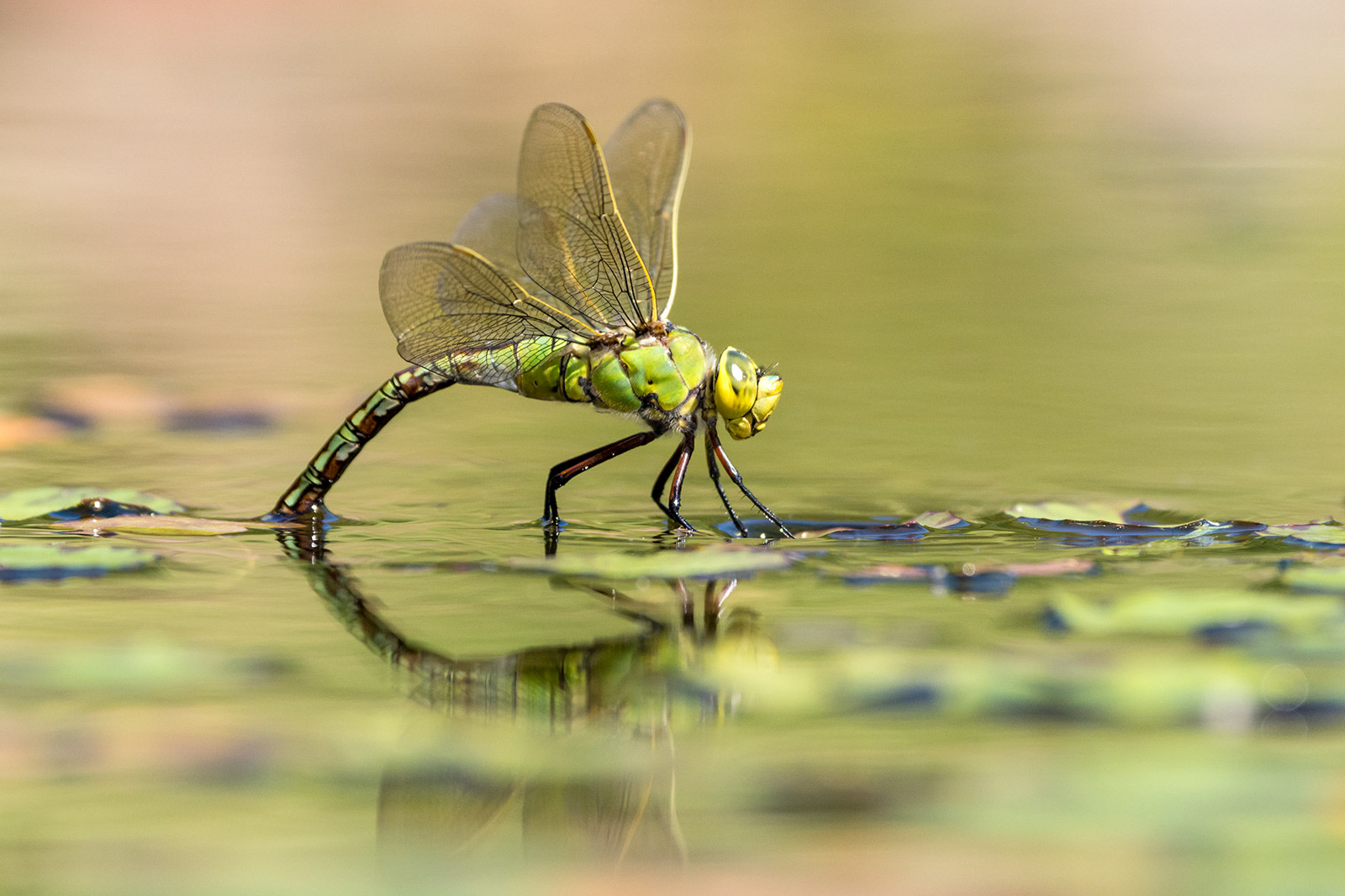 How to Photograph Damselflies and Dragonflies Nature TTL