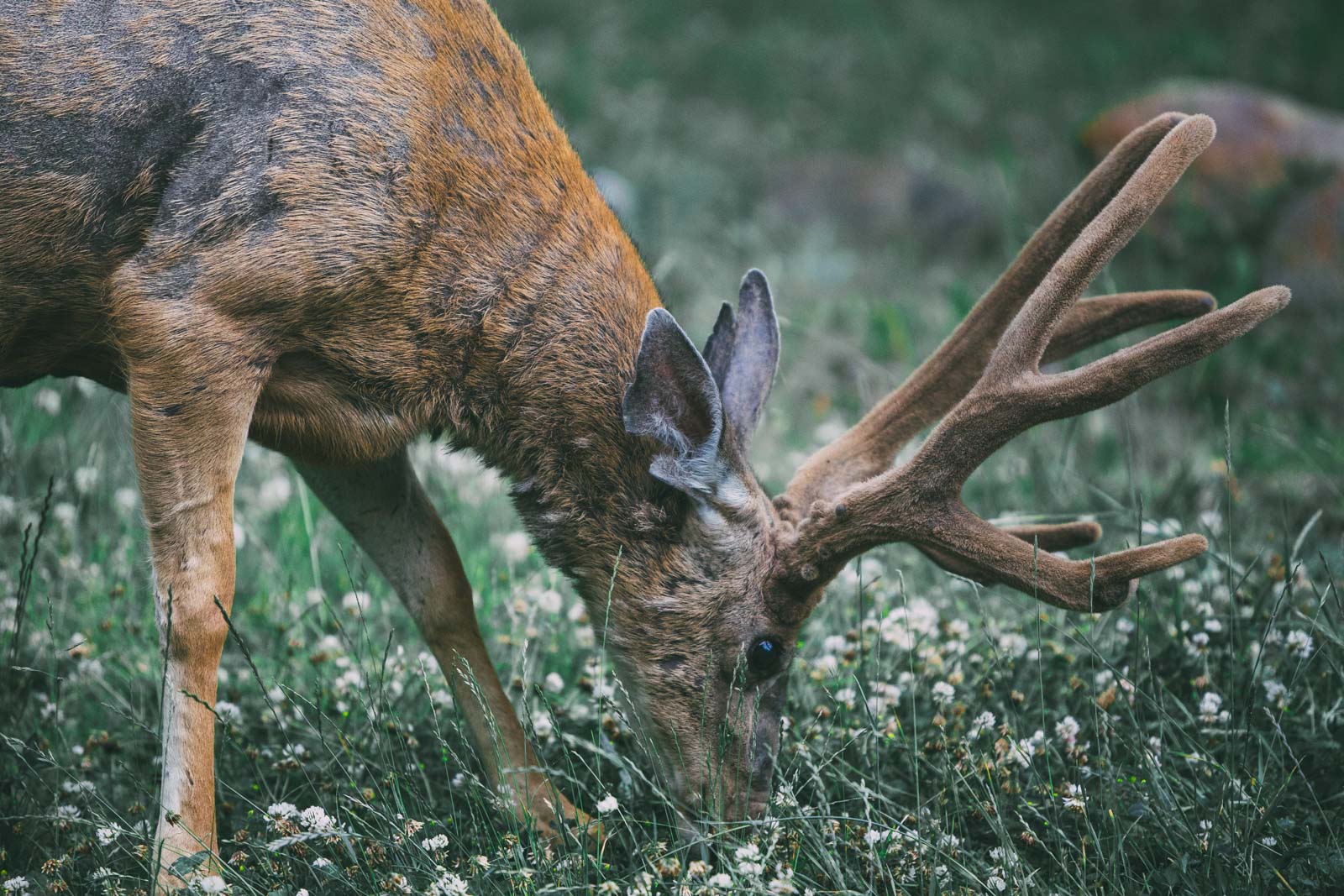 low light wildlife photography camera