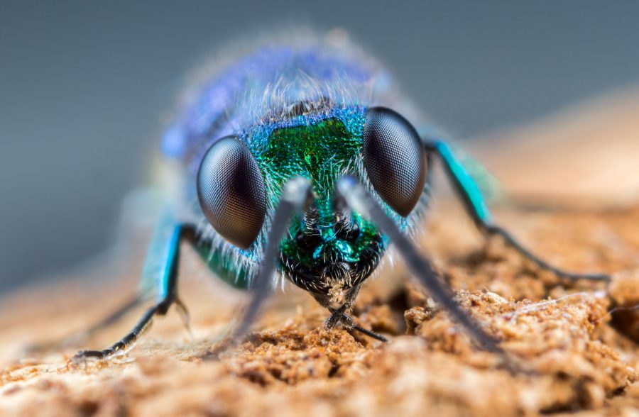How to Focus Stack Macro Photos in the Field | Nature TTL