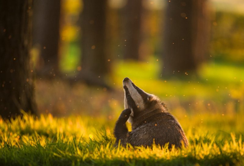 The British Wildlife Photography Awards 2017 Winners
