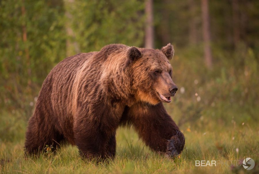 photographing the brown bears