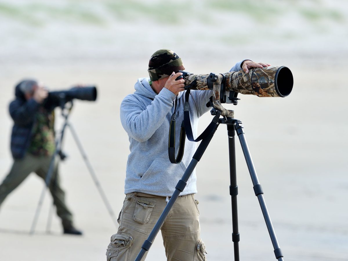 20 Essential Tips on Wildlife Photography for Beginners - Nature TTL