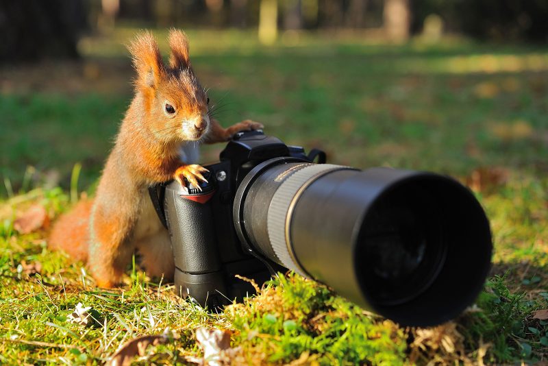 squirrel with a camera