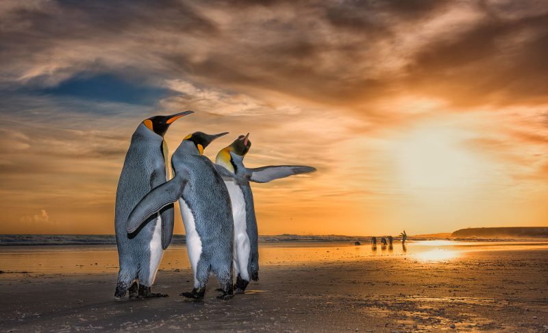 Three Kings by Wim Van Den Heever Penguine