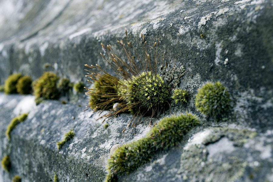 Nature Wildlife nature
