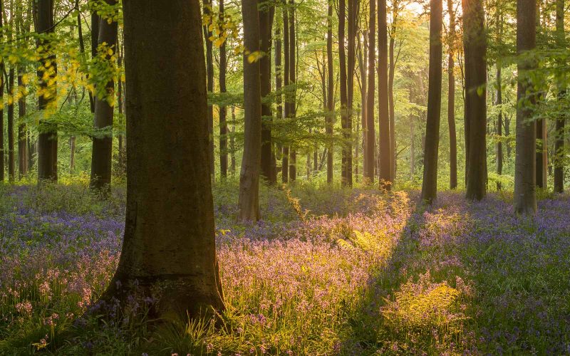 [Image: photograph-spring-landscapes-800x500.jpg]