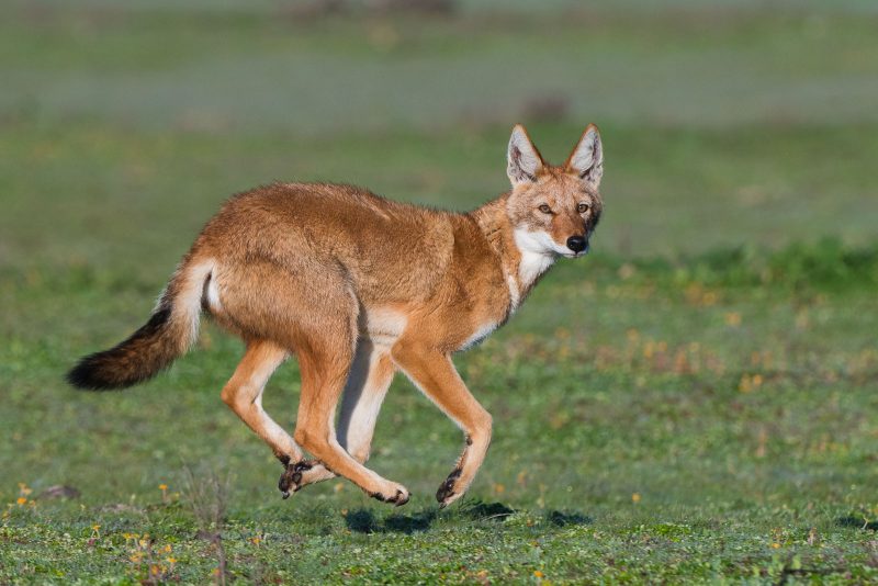 trip report ethiopian wolves