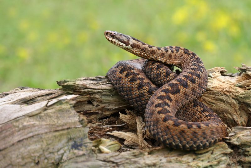How to Photograph Reptiles in the UK Nature TTL