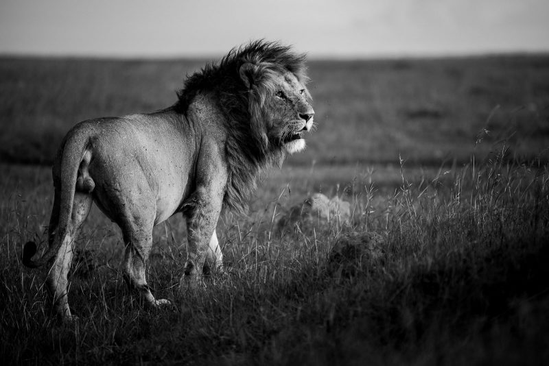 edit black and white wildlife photographs