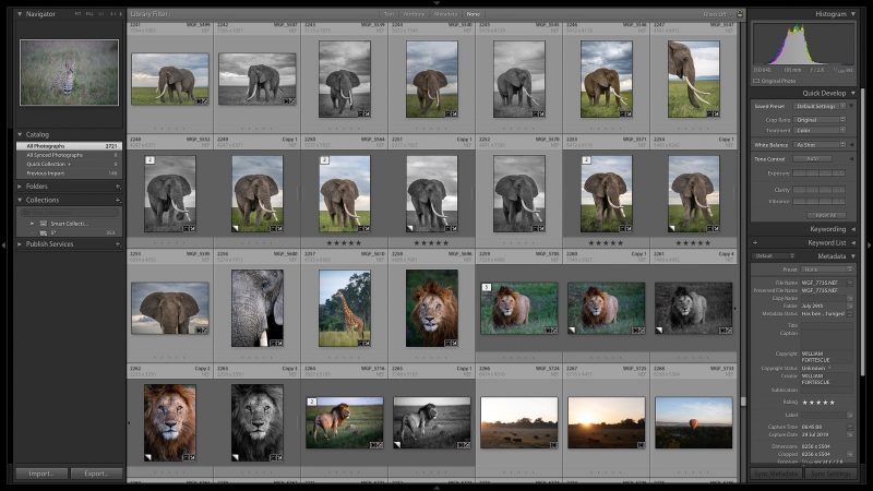 edit black and white wildlife photographs