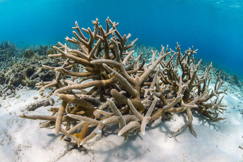 Underwater photo of coral