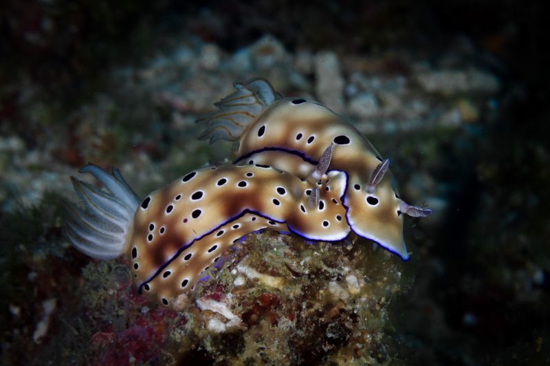 Underwater photo taken with strobes