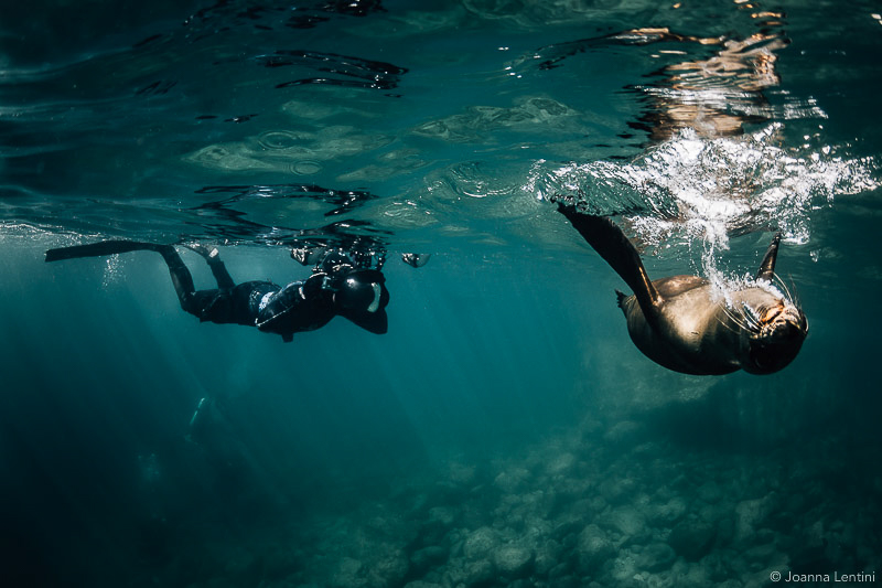 sea lion photographed with diver underwater