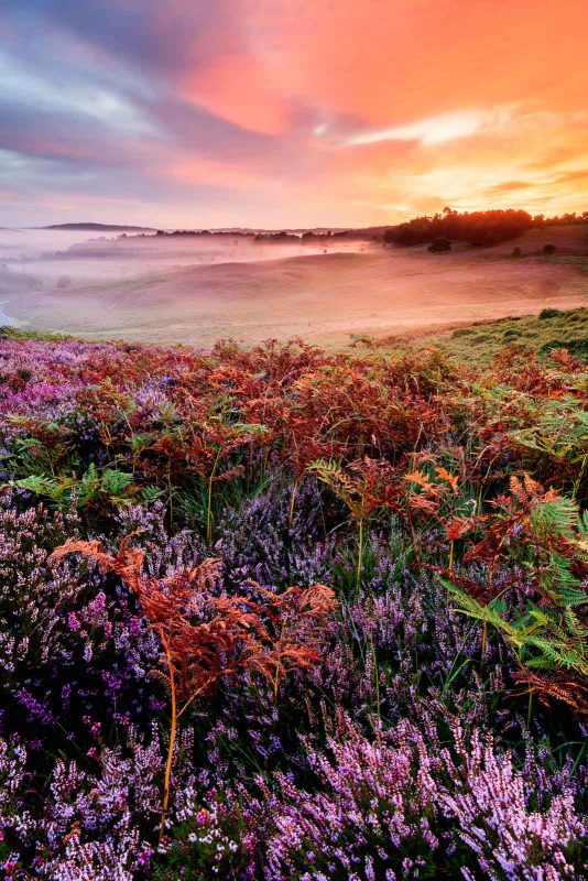 Heather landscape