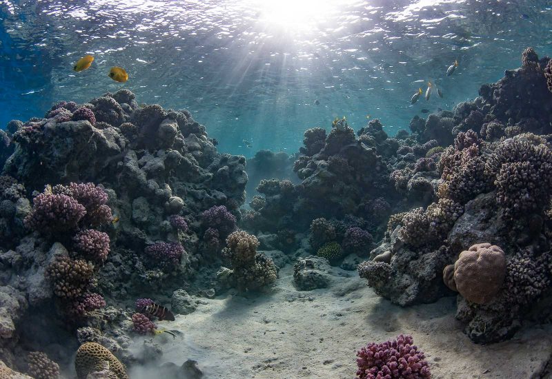 Underwater photo after editing