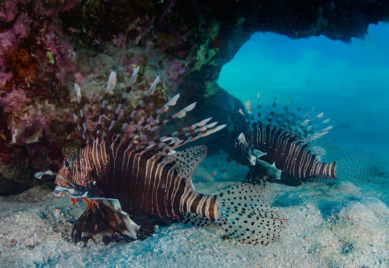 lion fish after edit