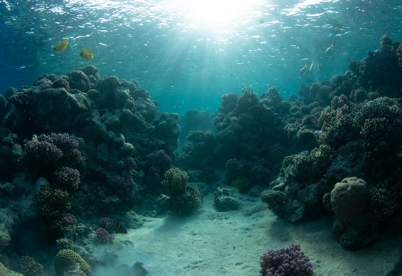 Underwater photo before editing