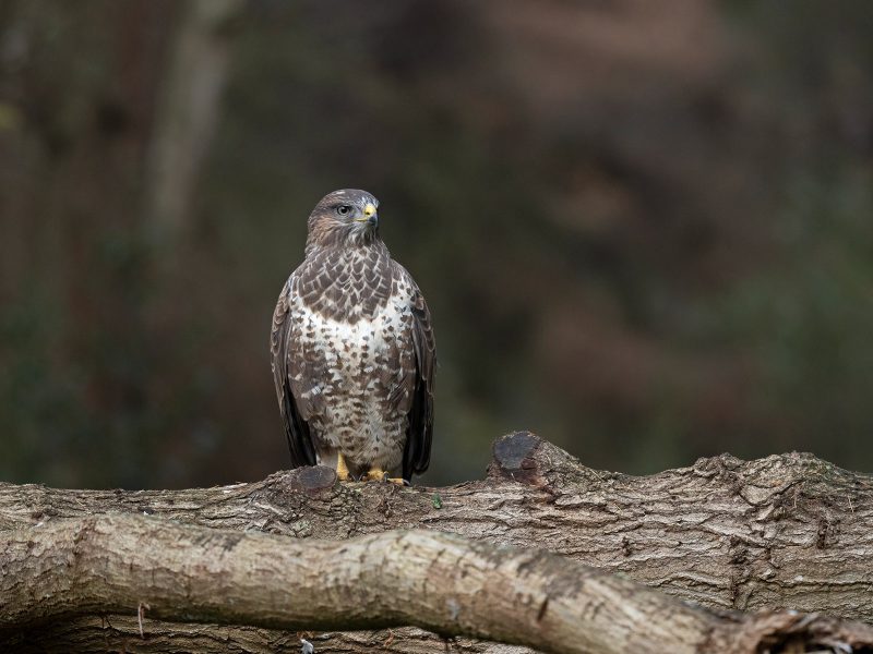 Buzzard photographed with Olympus 150-400mm