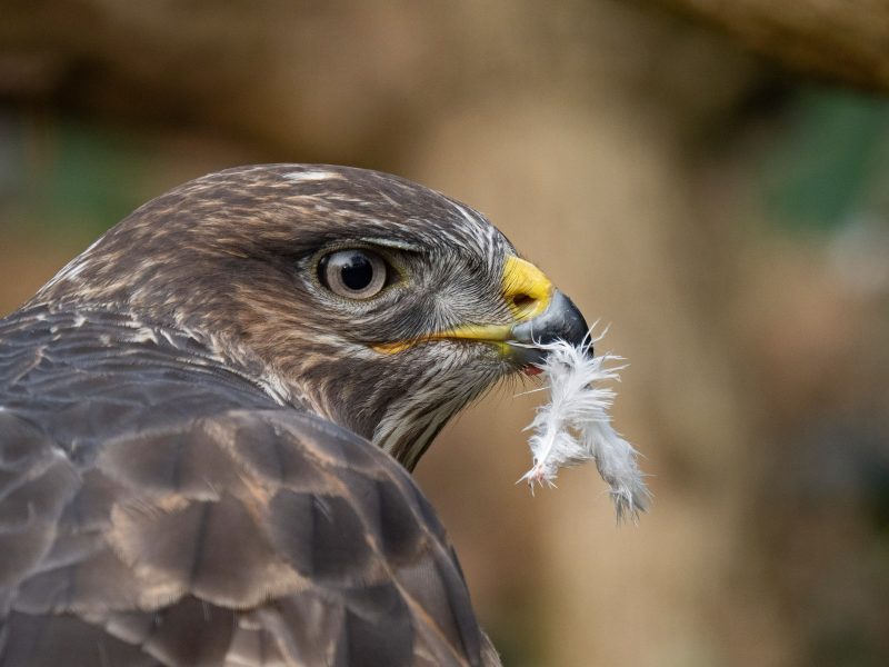 Buzzard photographed with Olympus 150-400mm
